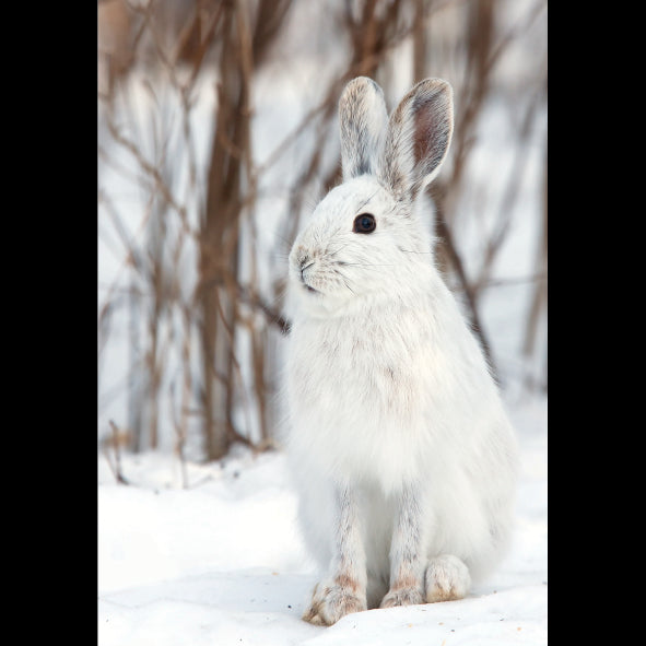 White Snowshoe Hare