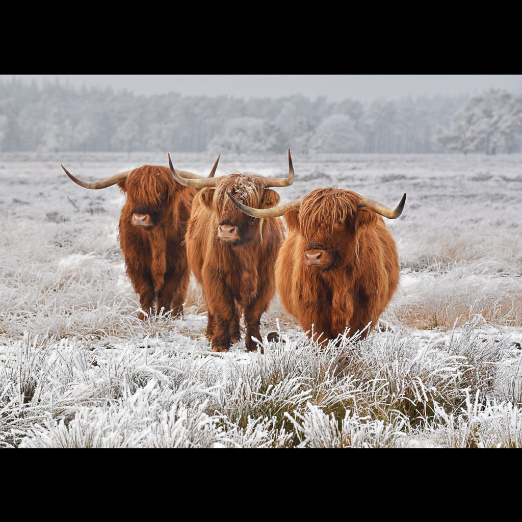 Highlanders