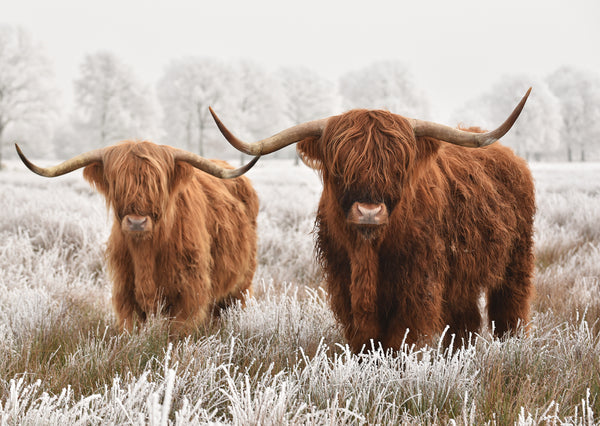 Highland Cow Duo
