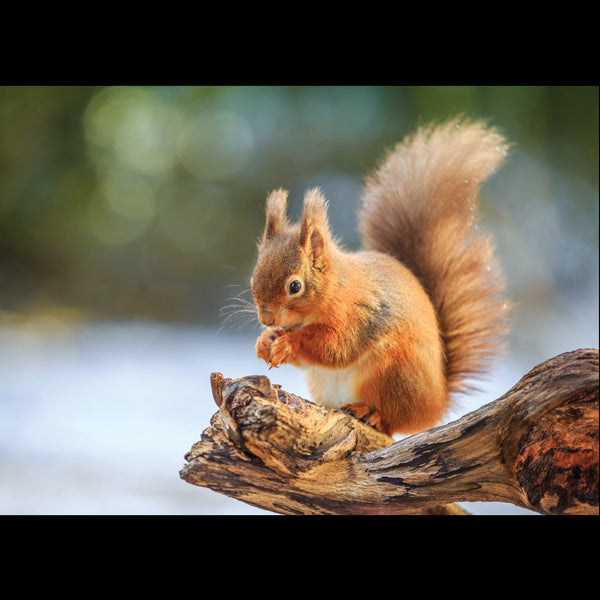 Red Squirrel on a Branch