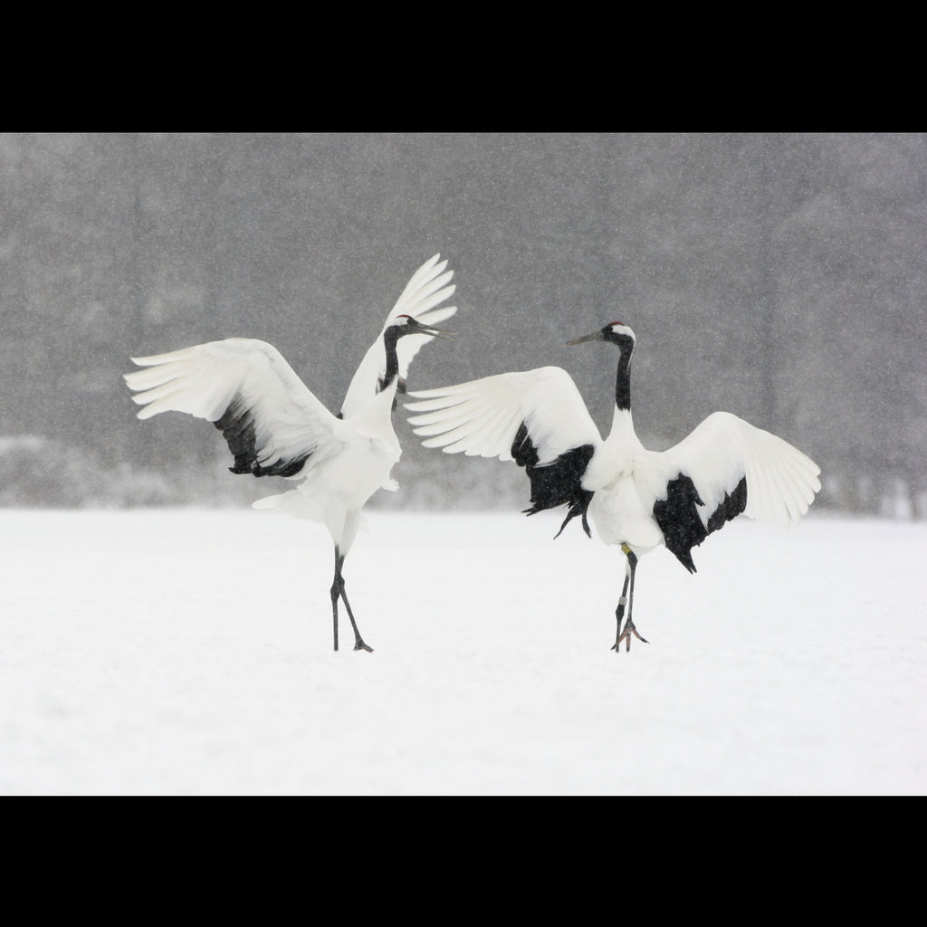 Dancing Cranes