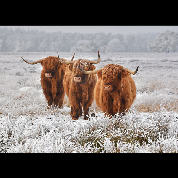 Highlanders