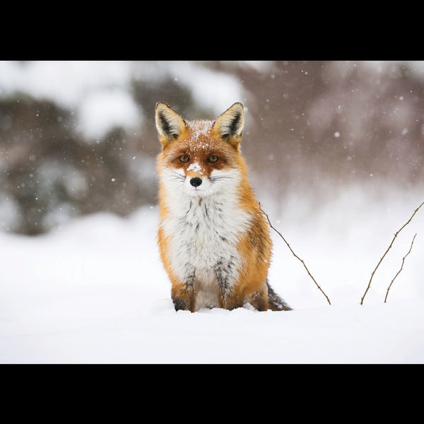 Cunning Mr Fox