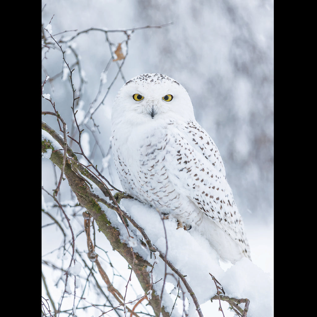 Snowy Owl
