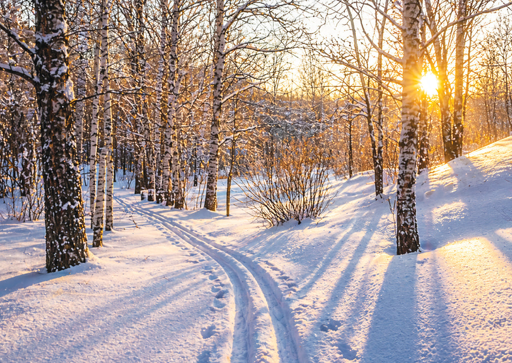 Winter Sunlight