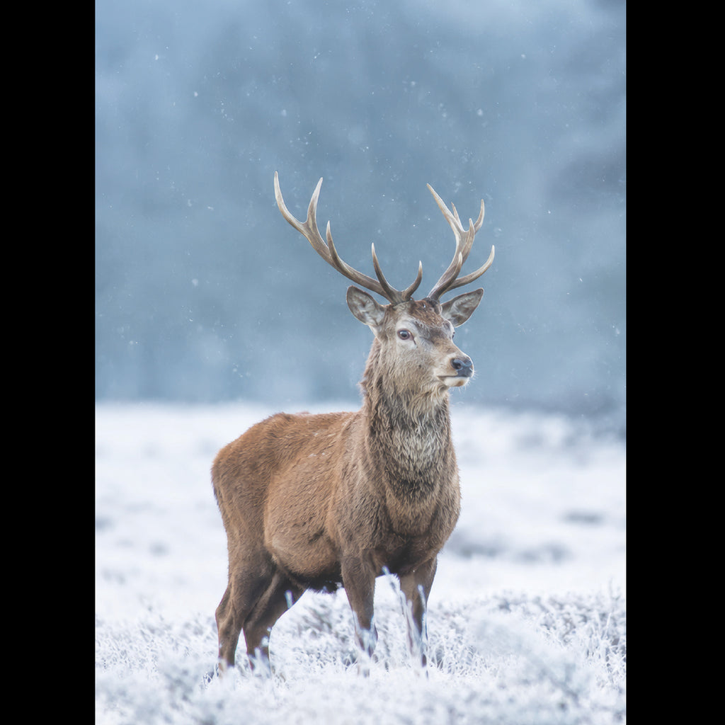 Winter Stag in a Frosty Meadow