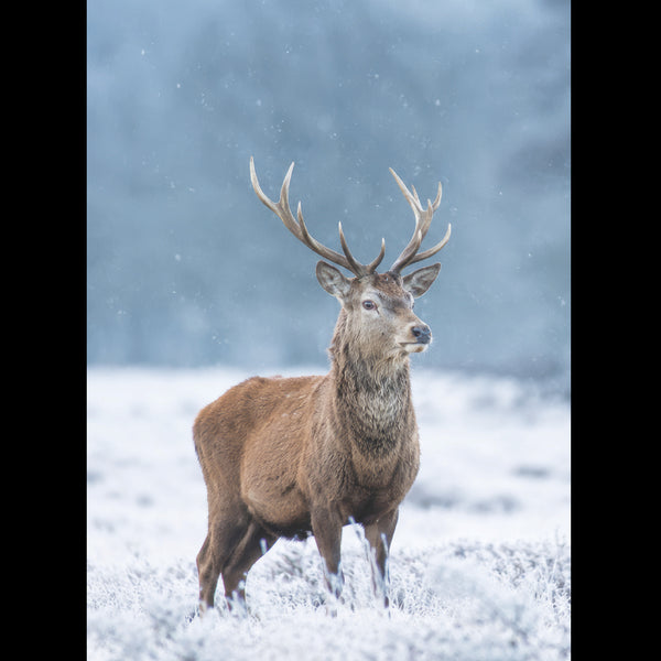 Winter Stag in a Frosty Meadow