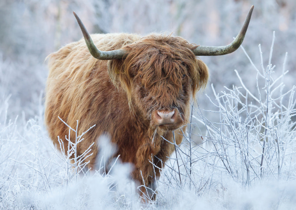 Frosty Highlander