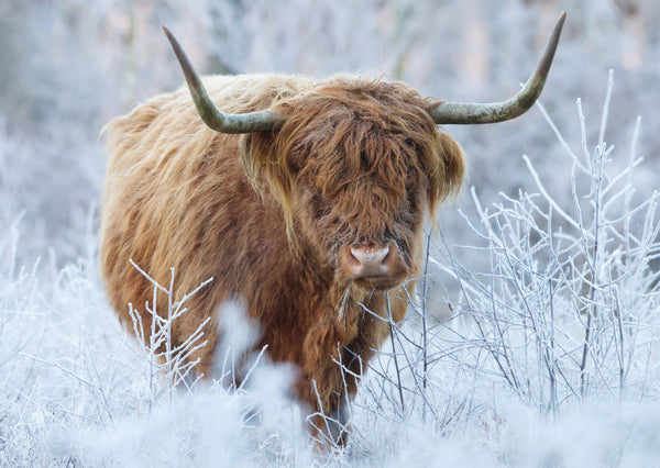 Frosty Highlander