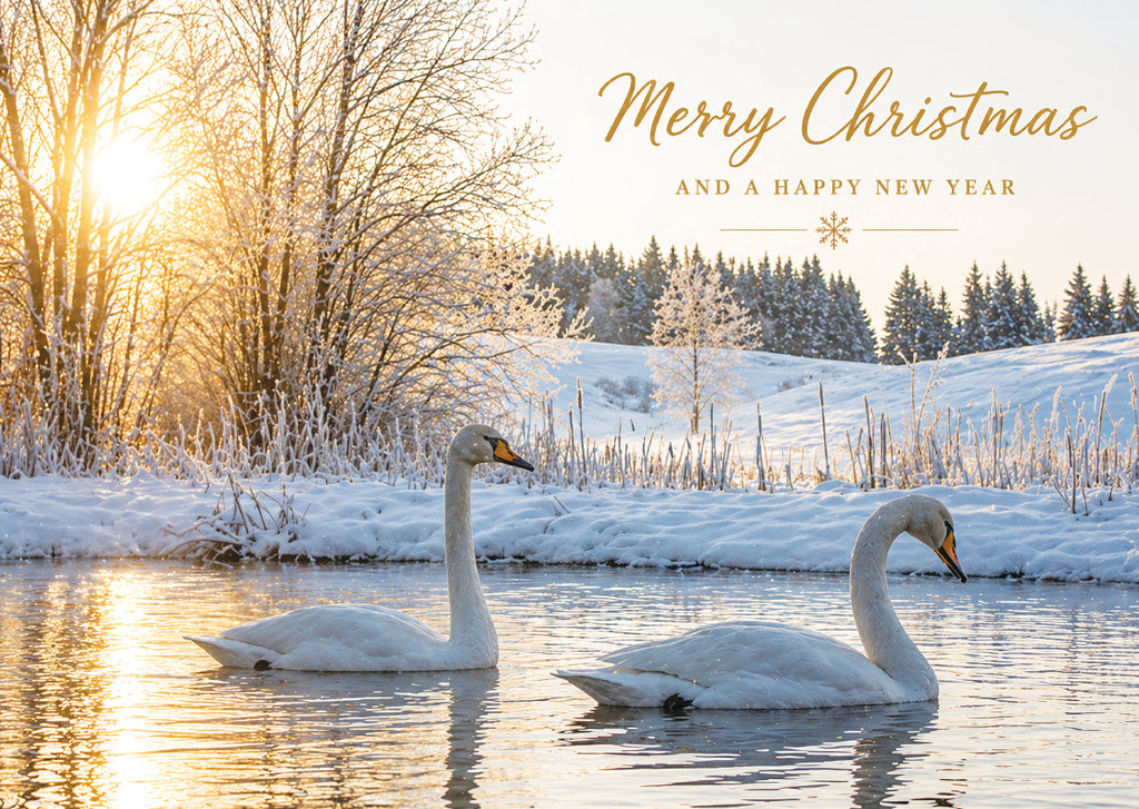 Winter Swans